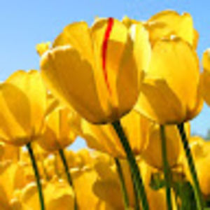 Meet your Posher, Tomeka